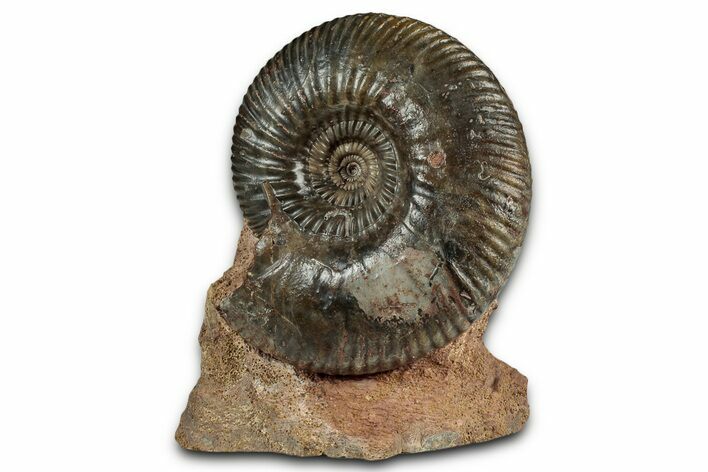 Jurassic Ammonite (Gonolkites) Fossil - Sengenthal, Germany #334765